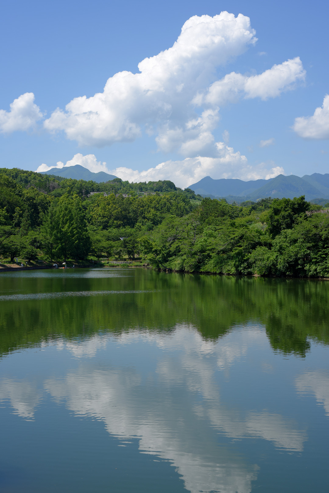矢木羽湖・夏の景色の写真